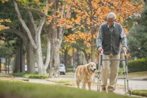 exercises for seniors walking with a dog