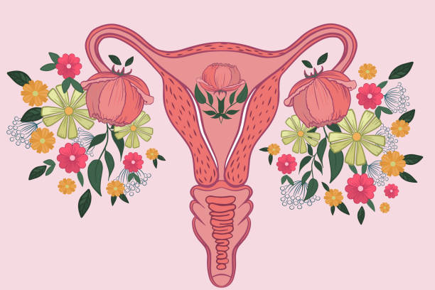 Vector drawing of a healthy female uterus with blooming flowers. Concept of women's health, gynecology, menstrual cycle, ovulation.